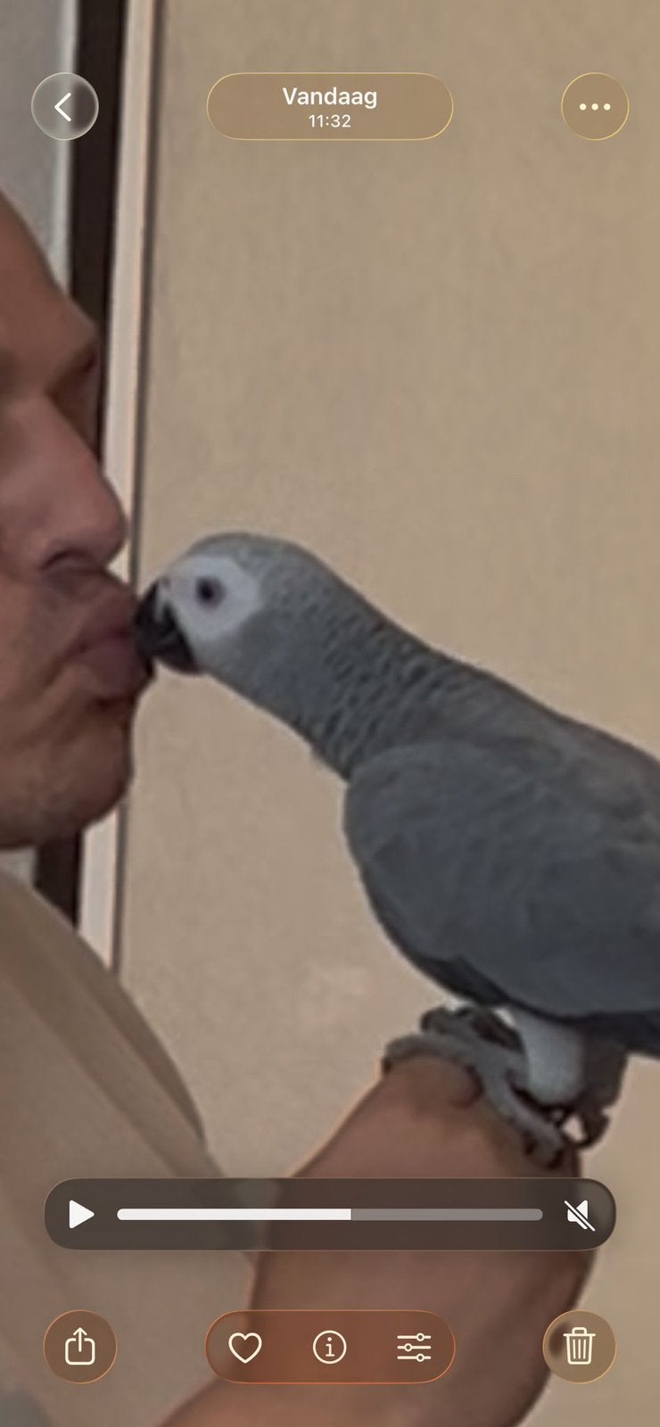 Lieve Grijze roodstaart Pakize +grote kooi en grote Javaboom, Dieren en Toebehoren, Vrouwelijk, Papegaai