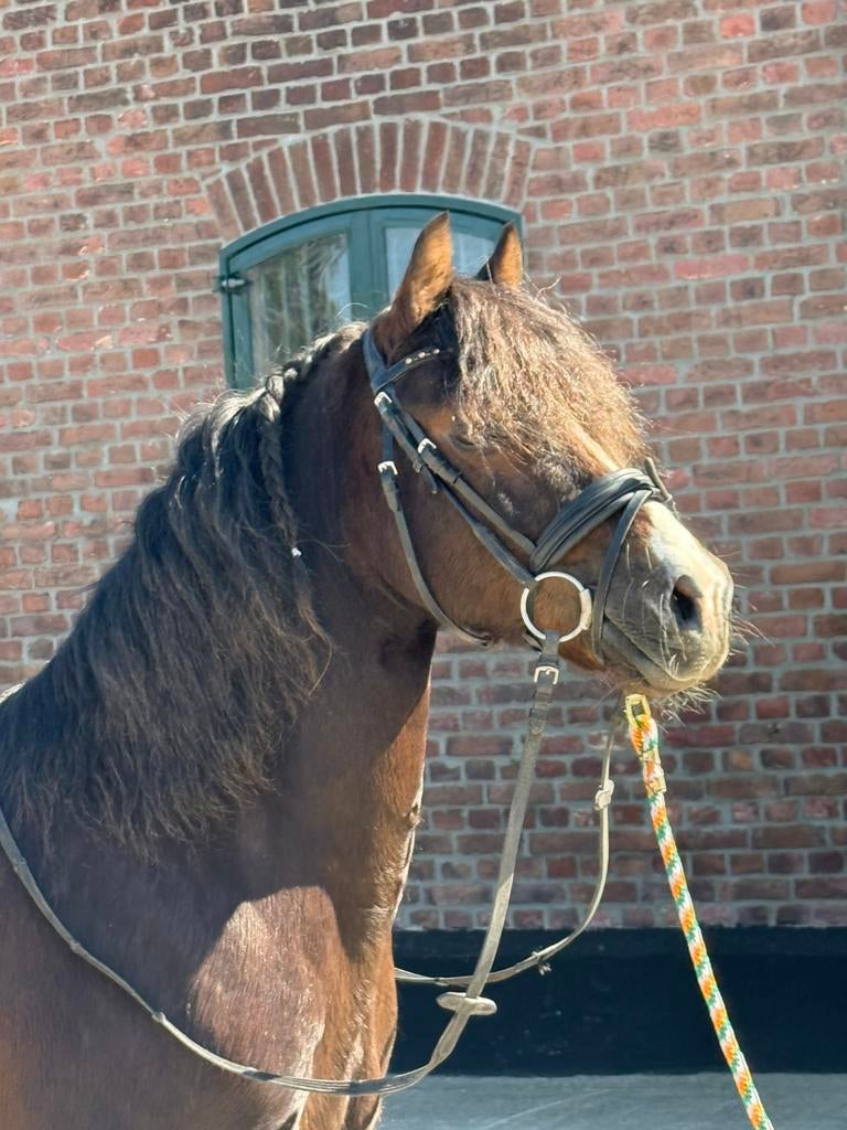 10 jr  stevige D pony ruin voor te genieten van buitenritten, Dieren en Toebehoren, Pony's, Ruin, Recreatiepony, D pony (1.37m tot 1.48m)