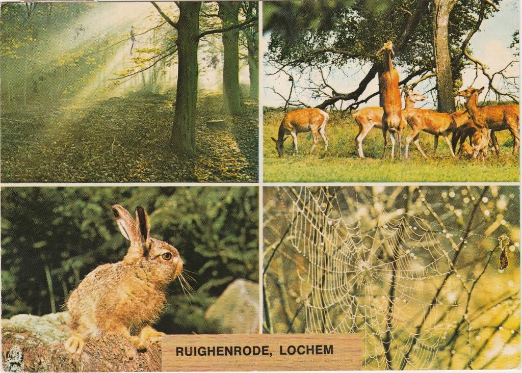 LOCHEM Ruighenrode, Verzamelen, Ansichtkaarten | Nederland, Gelopen, Gelderland, 1960 tot 1980, Verzenden