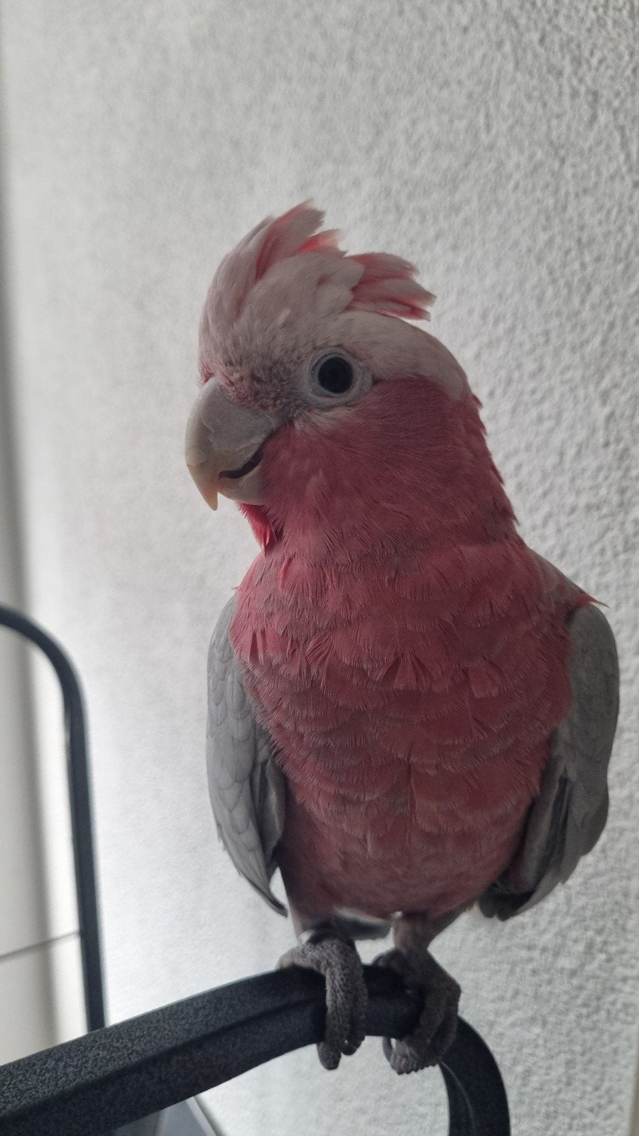 roze kaketoe, Mannelijk, Papegaai, Tam