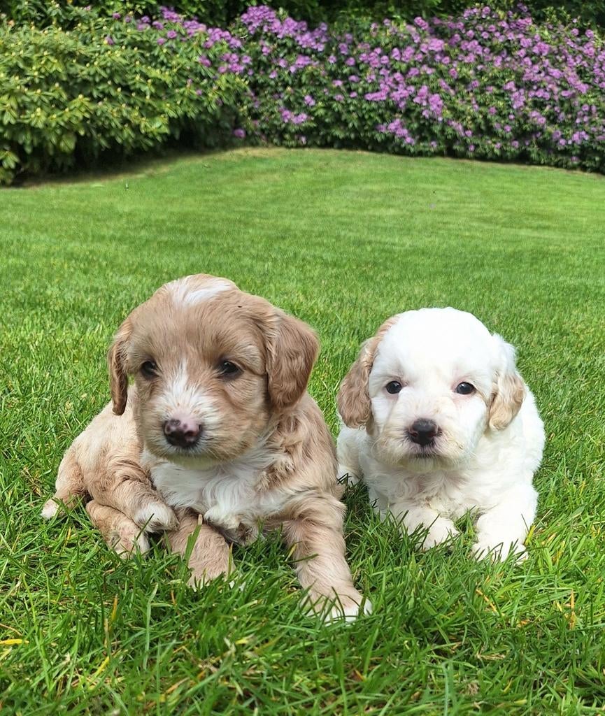 Australian labradoodle mini pups!!, Nederland, Overige rassen, Meerdere, Meerdere dieren