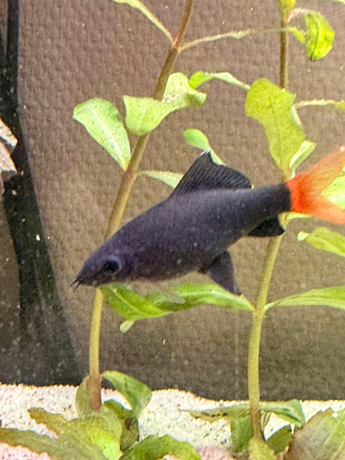Labeo Bicolor, Vis, Zoetwatervis