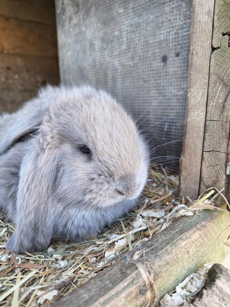 Franse hangoor rammetje, Dieren en Toebehoren, Konijnen, Mannelijk, Groot, Hangoor, 0 tot 2 jaar
