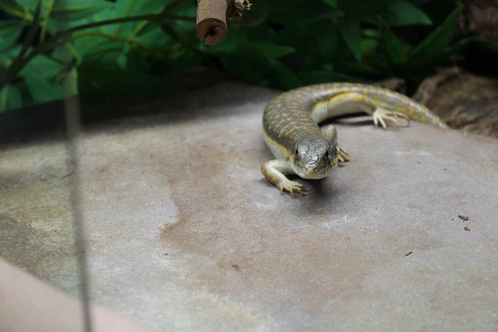 Diverse hagedissen, Dieren en Toebehoren, Reptielen en Amfibieën, Hagedis, 0 tot 2 jaar