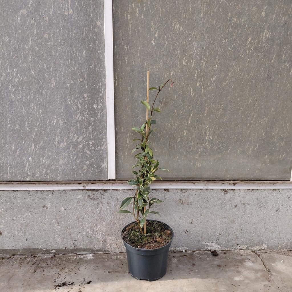 Toscaanse jasmijn | Star of Milano | Verzending!, Tuin en Terras, Planten | Bomen, Ophalen of Verzenden