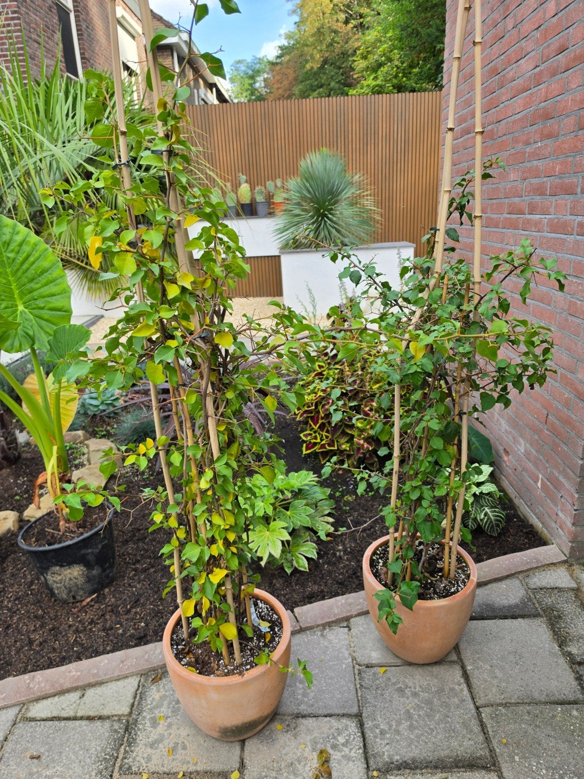 Bougainvillea planten - Mediterrane klimmers, Ophalen, Volle zon, Vaste plant, Klimplanten