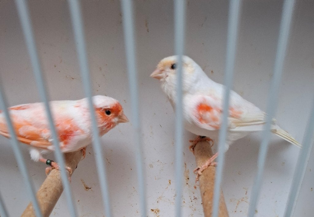 Rood mozaïek kanaries, Dieren en Toebehoren, Meerdere dieren, Kleurkanarie