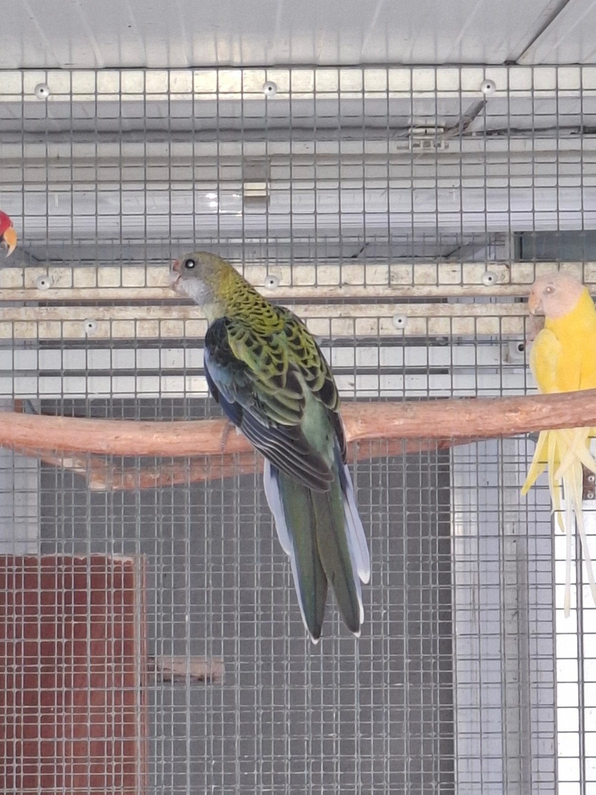 bleekkop rosella pop, Dieren en Toebehoren, Vrouwelijk, Parkiet