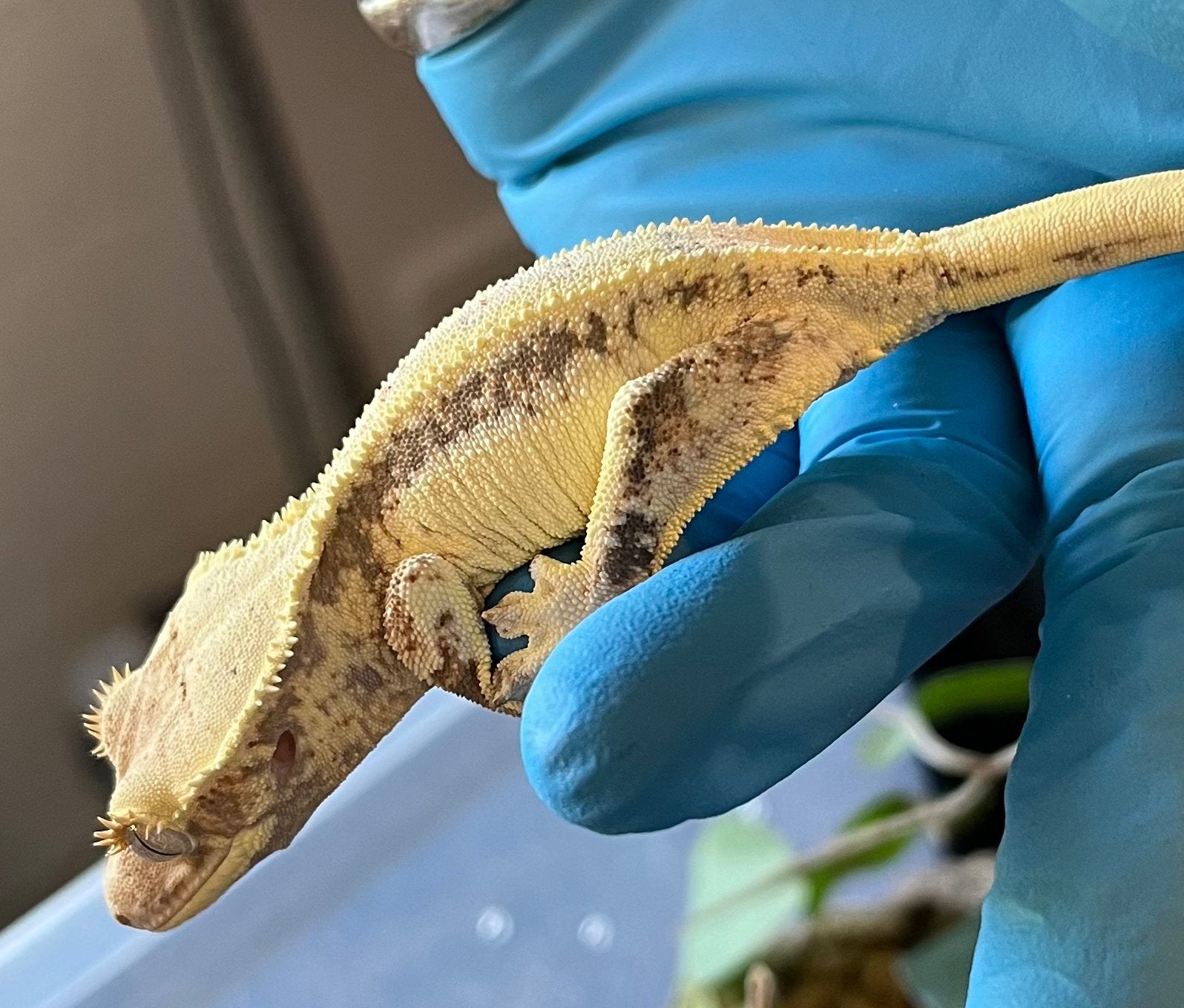 0.1 Extreem White tricolor Lilly white wimpergekko Crested Gecko - female for sale from Jarrah