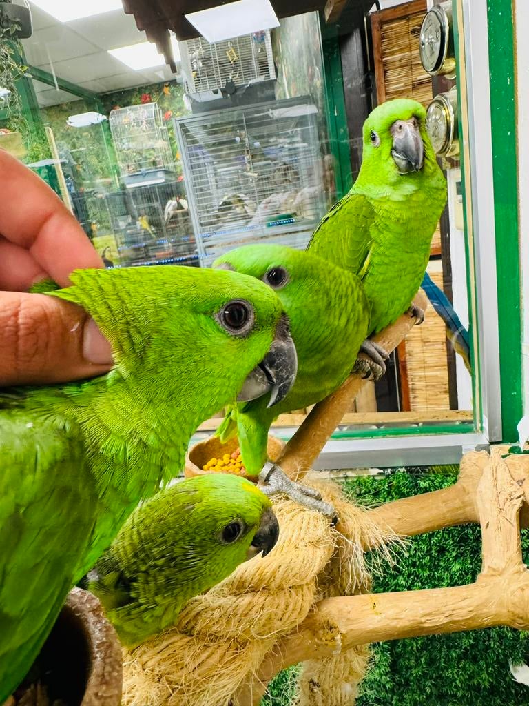 Jonge Geelnek Amazone, Dieren en Toebehoren, Mannelijk, Papegaai, Pratend