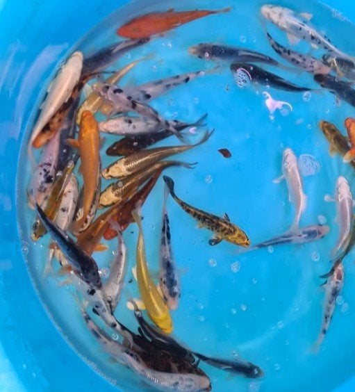 Koi 12–15 cm uit eigen kwekerij – Koidream Valburg