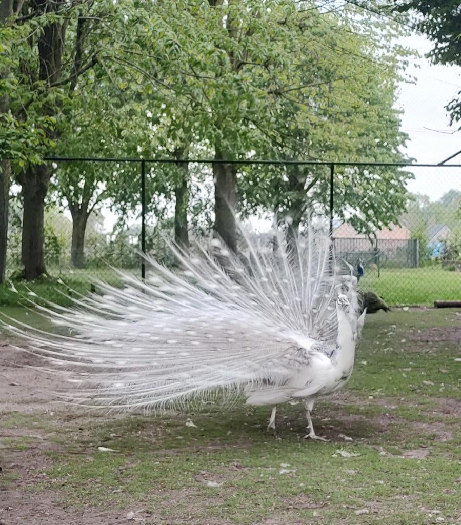Pauw Silver pied, Dieren en Toebehoren, Mannelijk, Overige soorten