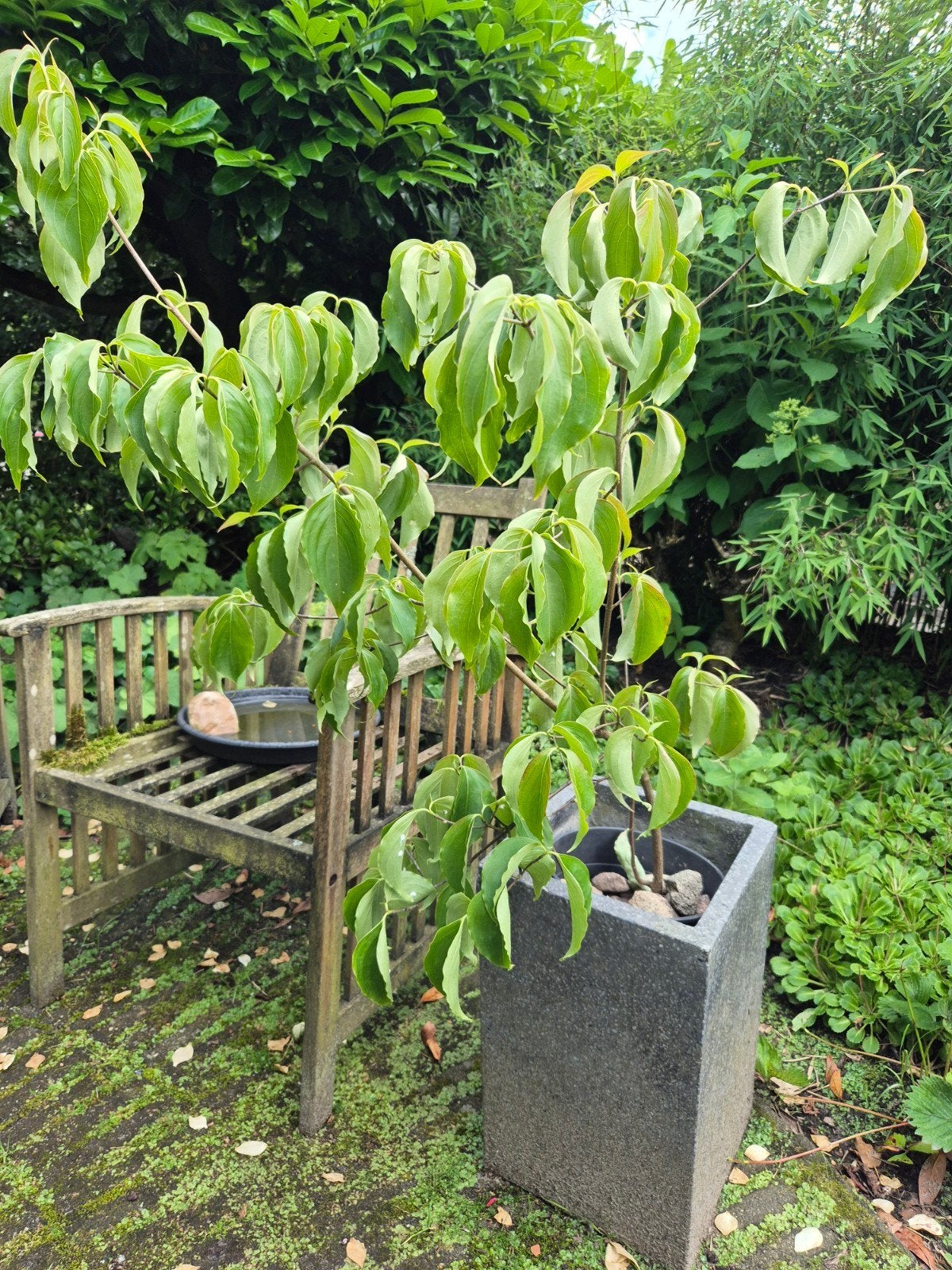 Cornus cousa chinensis-kornoelje stek in pot, Ophalen, Overige soorten, Volle zon