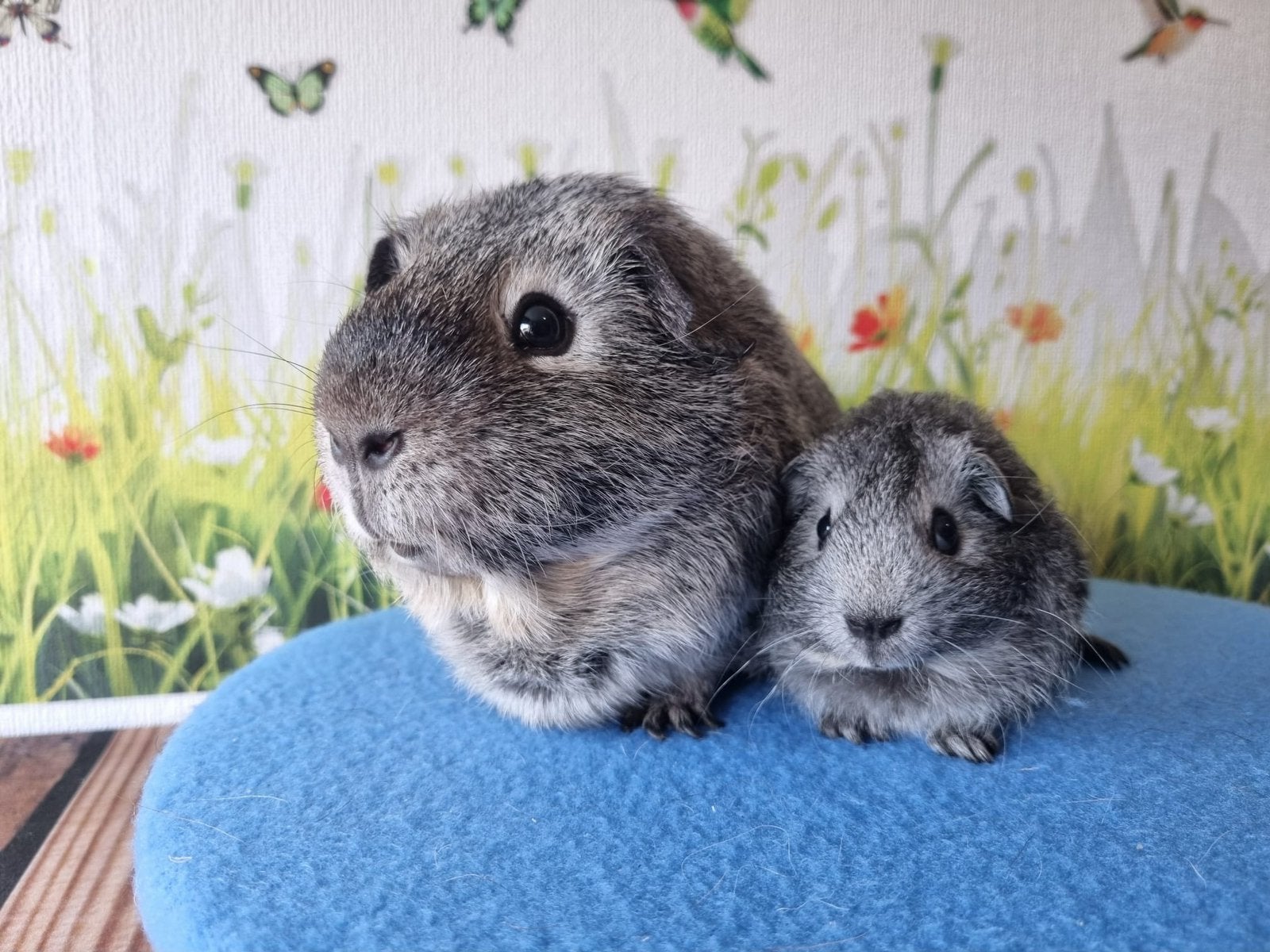 Cavia zilveragouti koppel beertjes, Dieren en Toebehoren, Cavia, November, Meerdere dieren, Tam