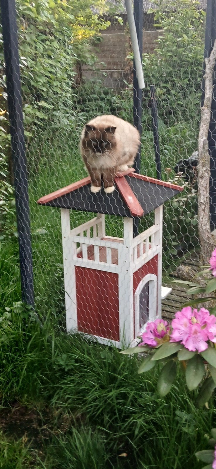 Mooie ervaren Ragdoll dekkater Seal Mitted (stamboom)