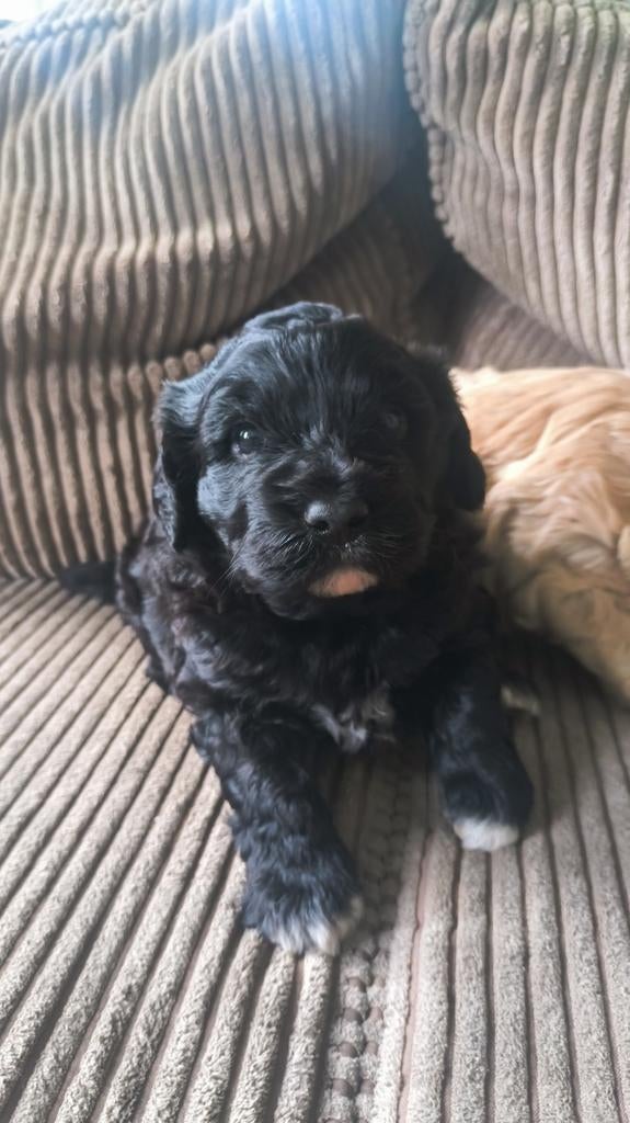 Nog 1 prachtige Lagotto Romagnolo puppy, Dieren en Toebehoren, Honden | Chihuahua's en Gezelschapshonden, Meerdere dieren, Overige rassen