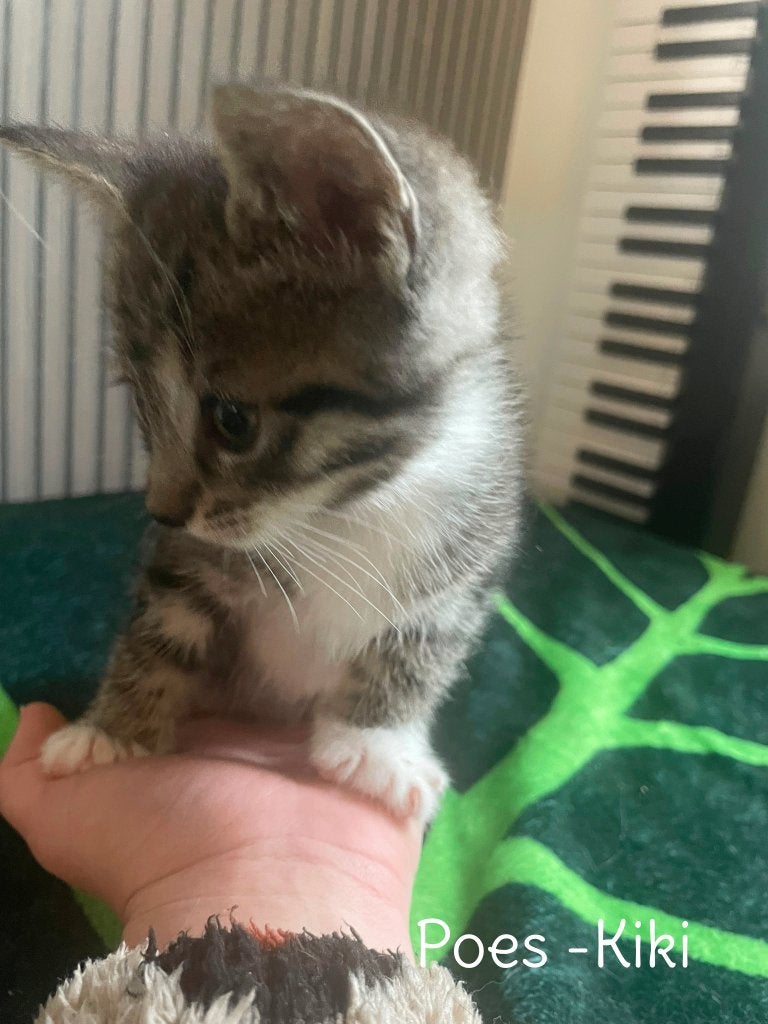Lieve kittens 8 weken oud (2 katers & 2 poes), Poes, Kortharig, 0 tot 2 jaar