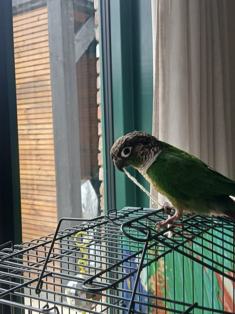TAMME EN SUPERLIEVE PYRRHURA (KIWI)MET KOOI ZOEKT EEN THUIS, Dieren en Toebehoren, Mannelijk, Dwergpapegaai of Agapornis, Tam