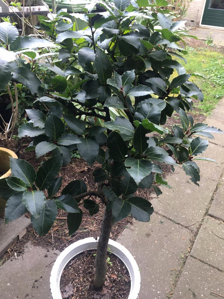 Echte laurier. Laurus nobilis. Eetbaar in pot. 2x, Tuin en Terras, Planten | Bomen, Bloeit niet, Halfschaduw, Overige soorten