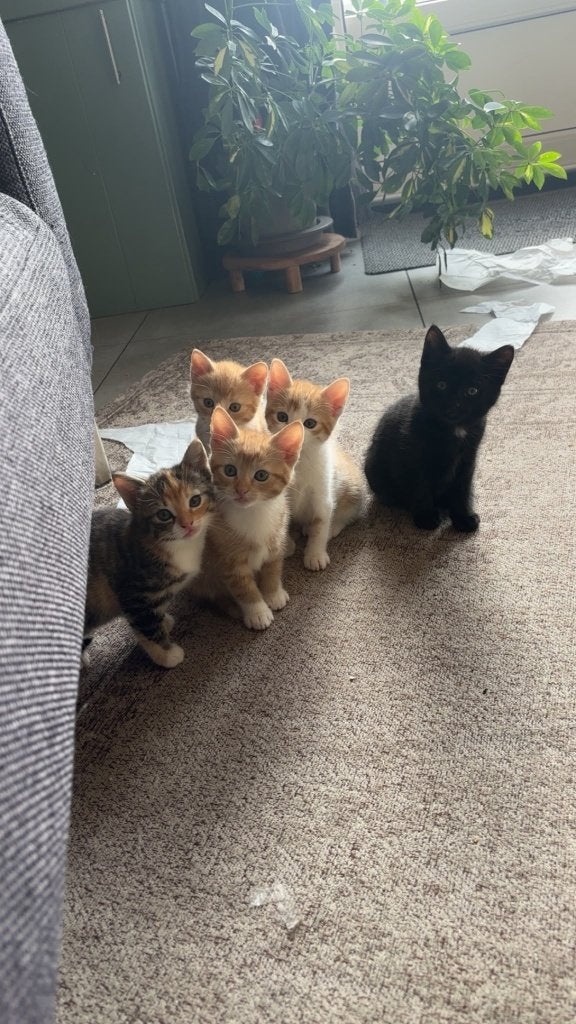 Kitten kittens, Meerdere dieren, Kortharig, 0 tot 2 jaar