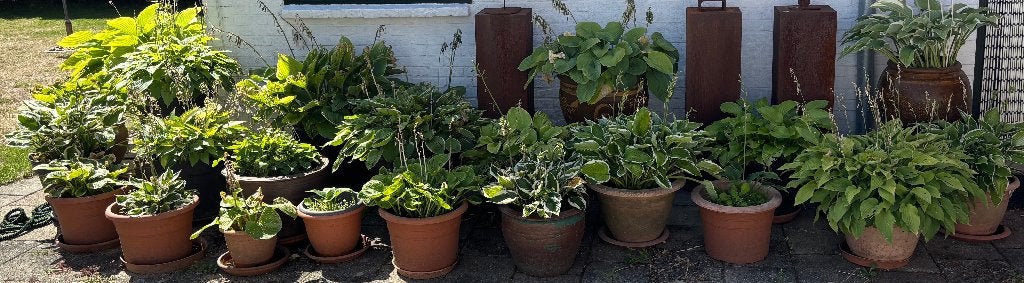 grote partij hosta's, Tuin en Terras, Vaste plant, Halfschaduw, Zomer, Ophalen
