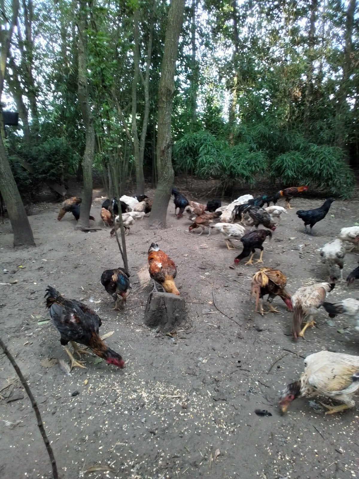 shamo en mix maleier, cemani., Meerdere dieren, Kip