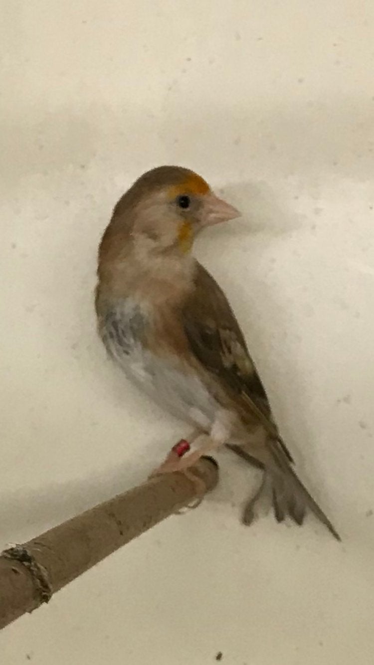 Poppen, Dieren en Toebehoren, Vogels | Kanaries, Vrouwelijk, Kleurkanarie
