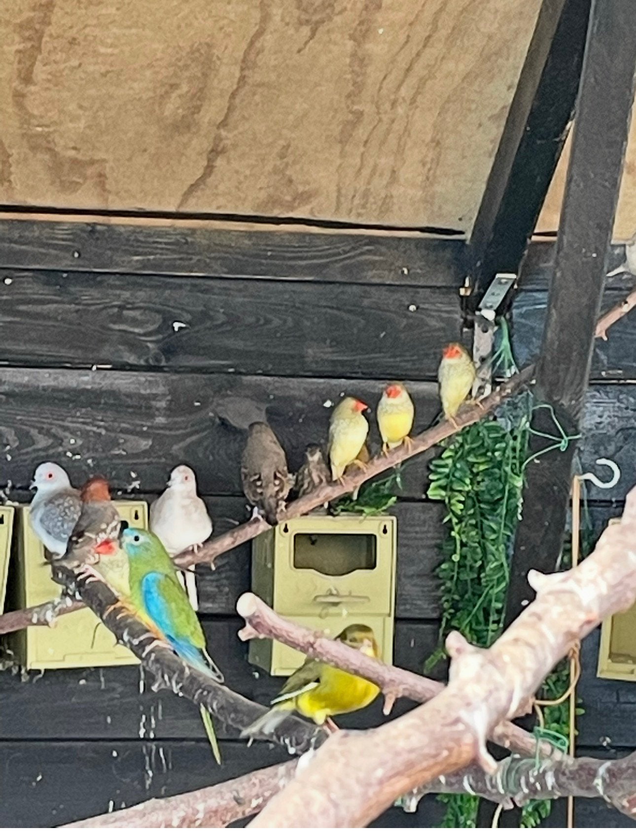 Wegens stoppen al mijn vogels te koop, Dieren en Toebehoren, Meerdere dieren, Geringd