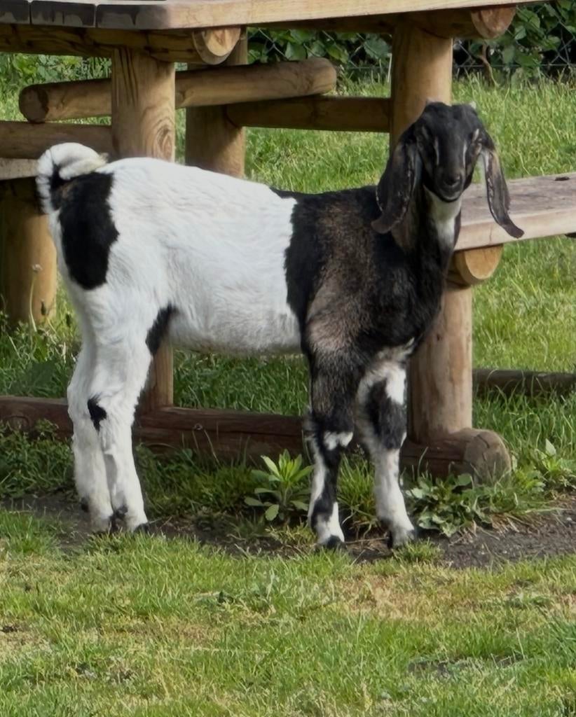 Nubische geit lammetje (bokje), Mannelijk, Geit, 0 tot 2 jaar
