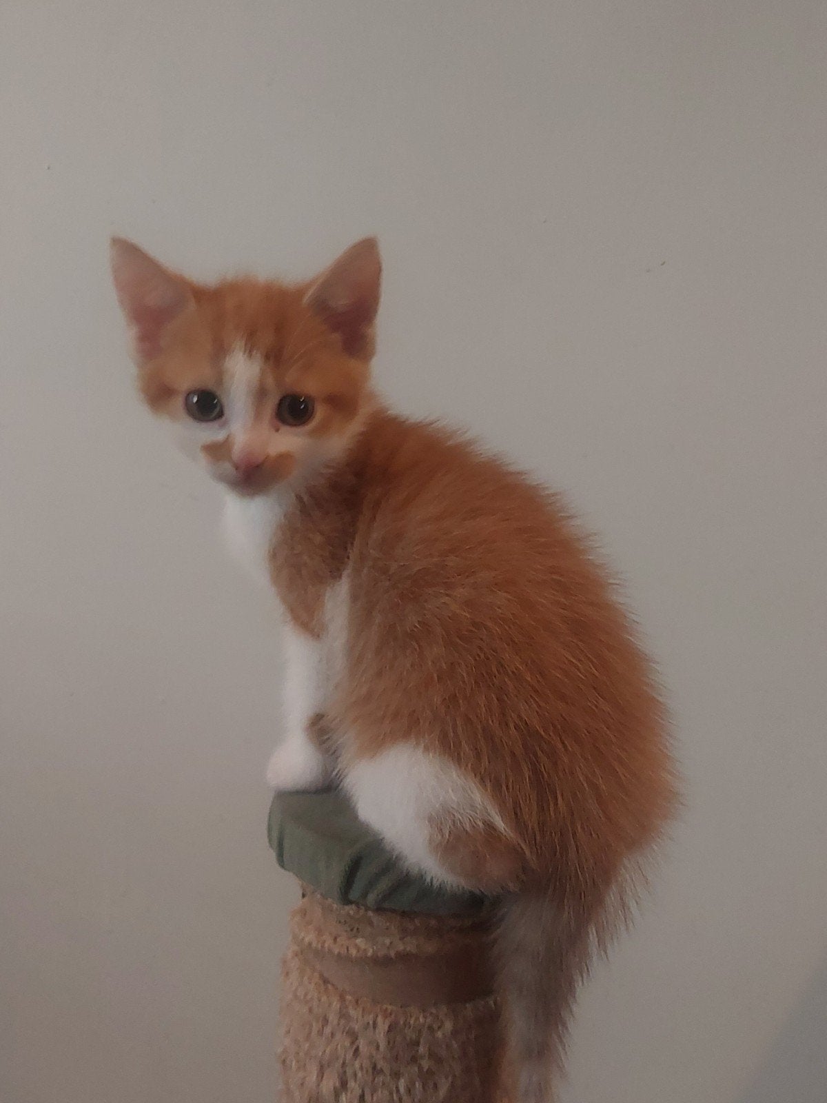 super mooie kittens, Dieren en Toebehoren
