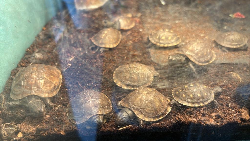 Terrapene carolina truinguis baby schildpadjes, Schildpad