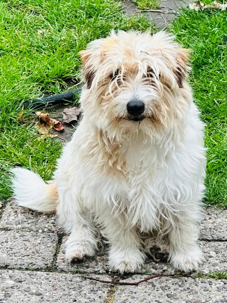 Ruwharige Jack Russell Terrier dekreu met stamboom., Jack Russell Terriër, Reu, Eén hond, 3 tot 5 jaar