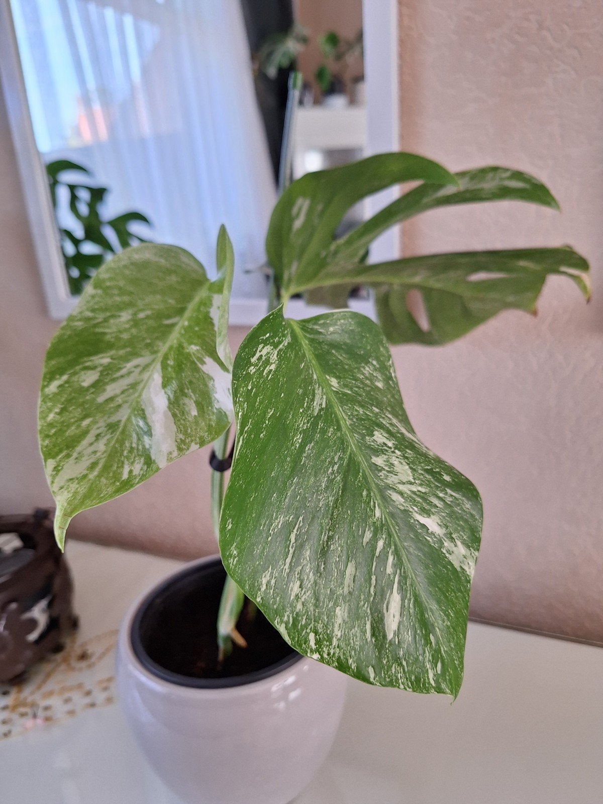 Monstera Deliciosa Variegata "Albo" stekken, Ophalen