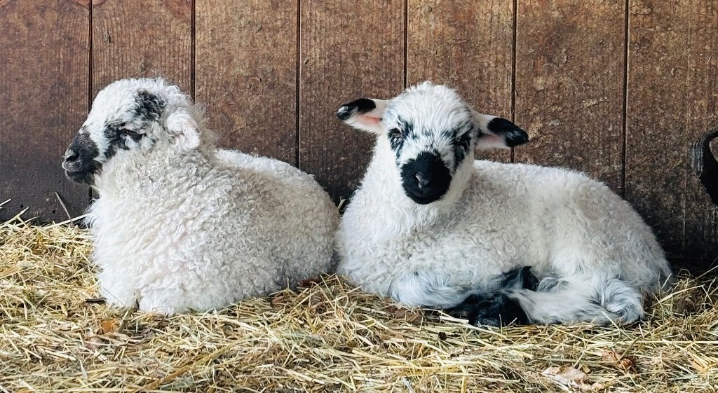 Ramlam Walliser schwarznase x heideschaap, Mannelijk, Schaap, 0 tot 2 jaar