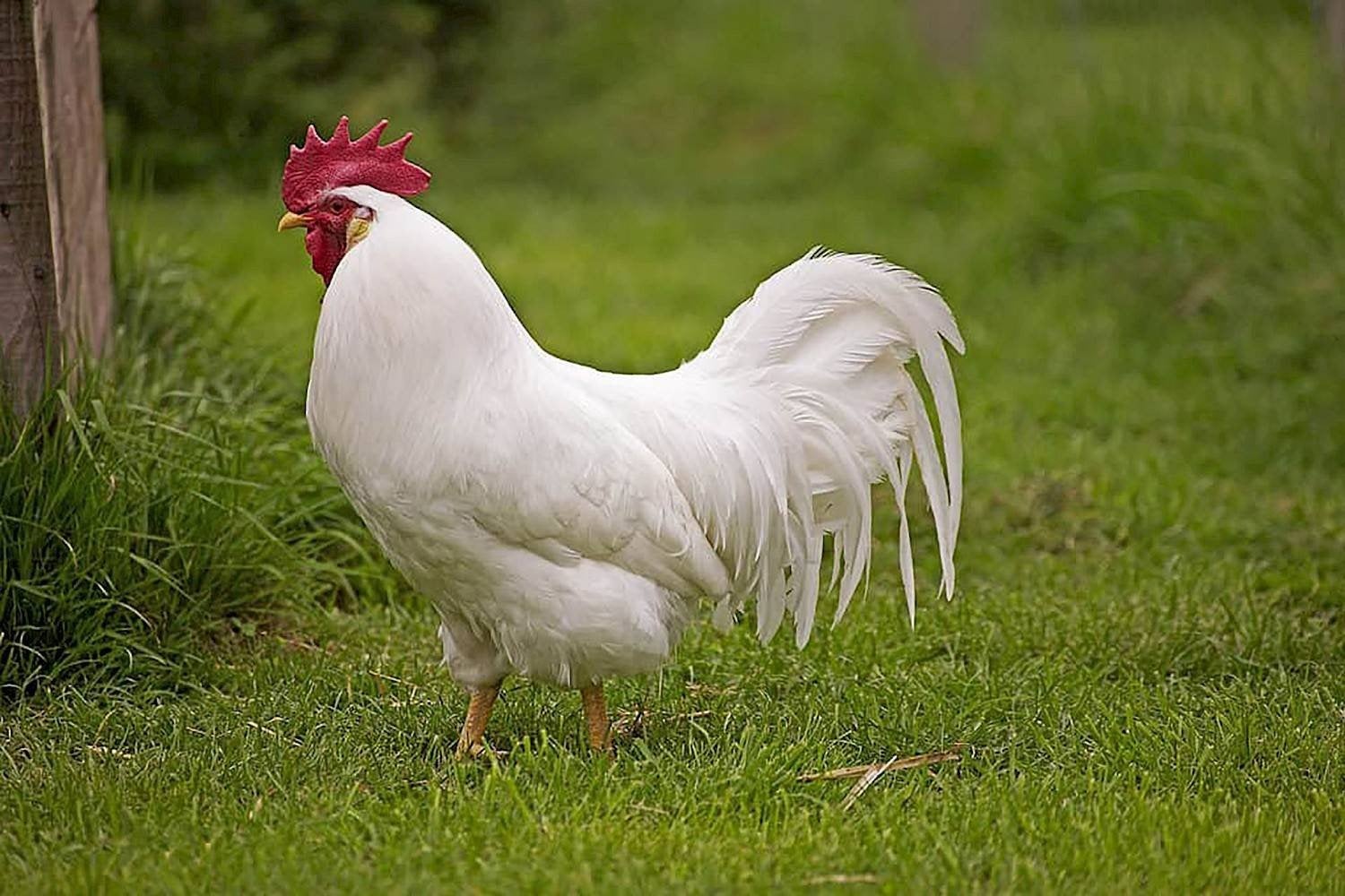 3 hanen gratis af te halen, Dieren en Toebehoren, Mannelijk, Kip
