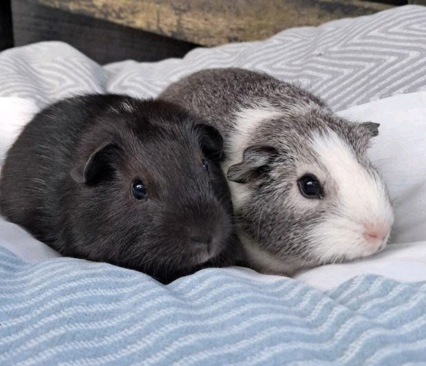 2 lieve, jonge gladhaar cavia beertjes, Dieren en Toebehoren, Knaagdieren, Cavia, April, Mannelijk, Tam