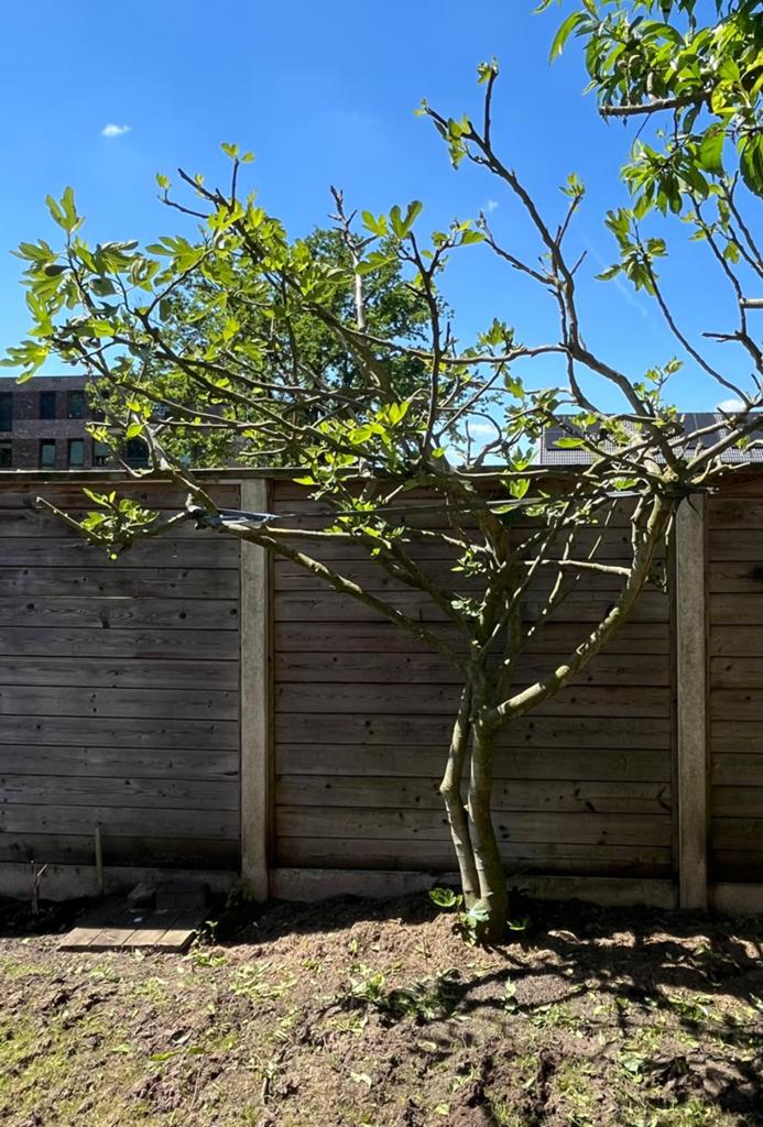 Grote vijgenboom, Tuin en Terras, Planten | Fruitbomen, Ophalen, 100 tot 250 cm, Vijgenboom, Lente