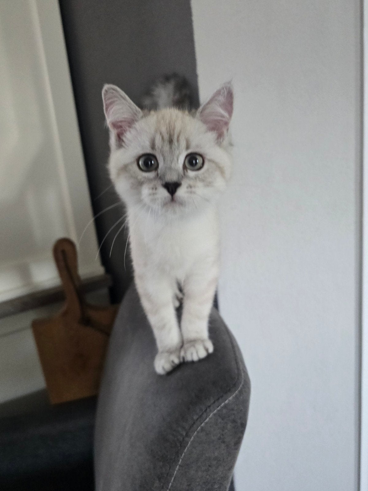Kruising Britse Korthaar x Ragdoll, Meerdere dieren, Ontwormd