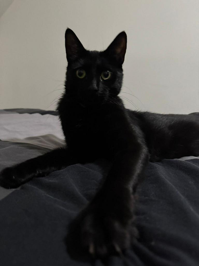 2 zwarte kitens broer en zoesje zoekt niuwe gezin, Meerdere dieren, 3 tot 5 jaar