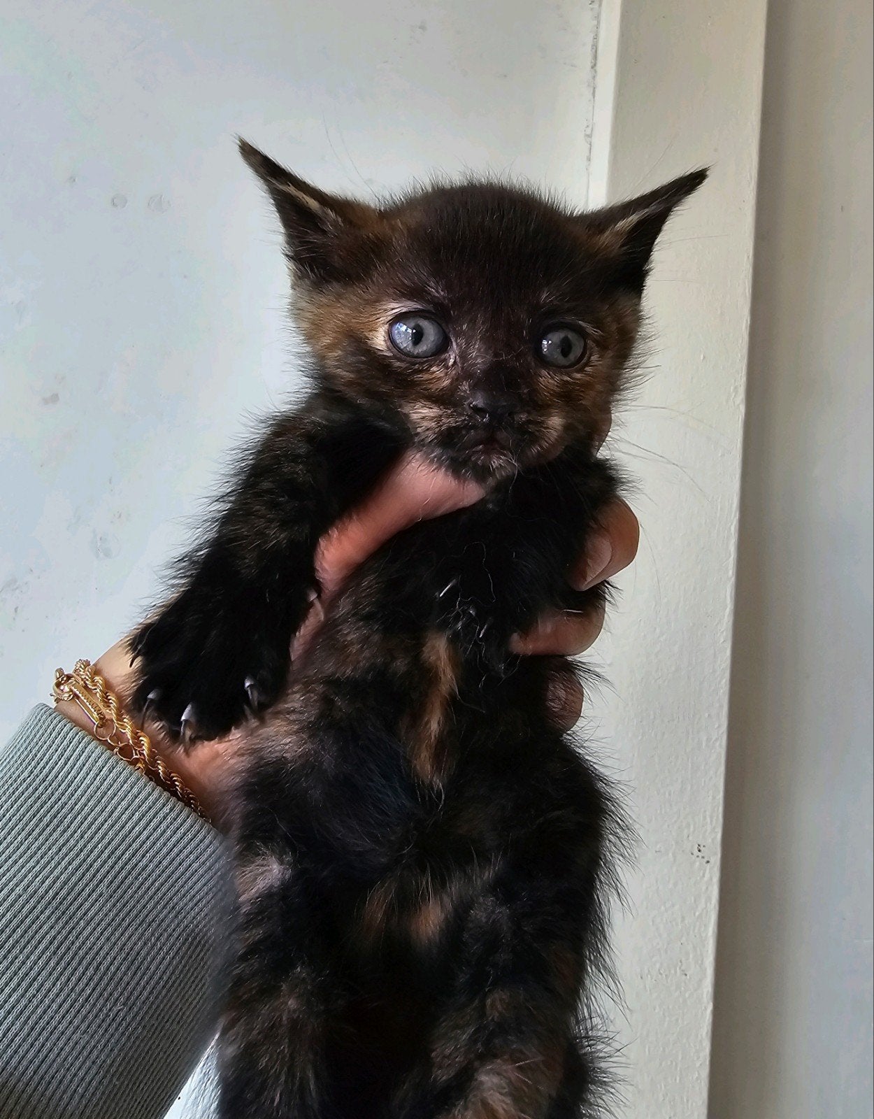 Super mooie kittens, Dieren en Toebehoren, Katten en Kittens | Overige Katten, Meerdere dieren, Kortharig, 0 tot 2 jaar