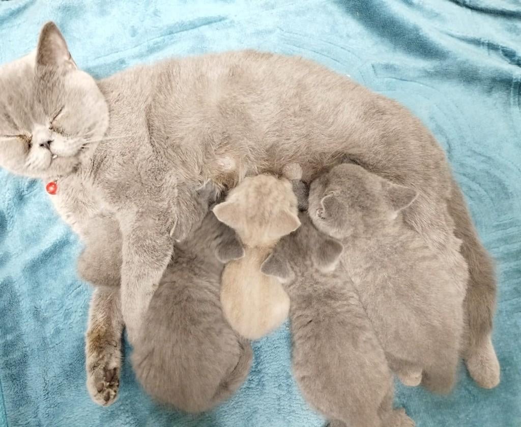 Britse korthaar kittens, Dieren en Toebehoren, Katten en Kittens | Raskatten | Korthaar, Meerdere dieren, Ontwormd, 0 tot 2 jaar