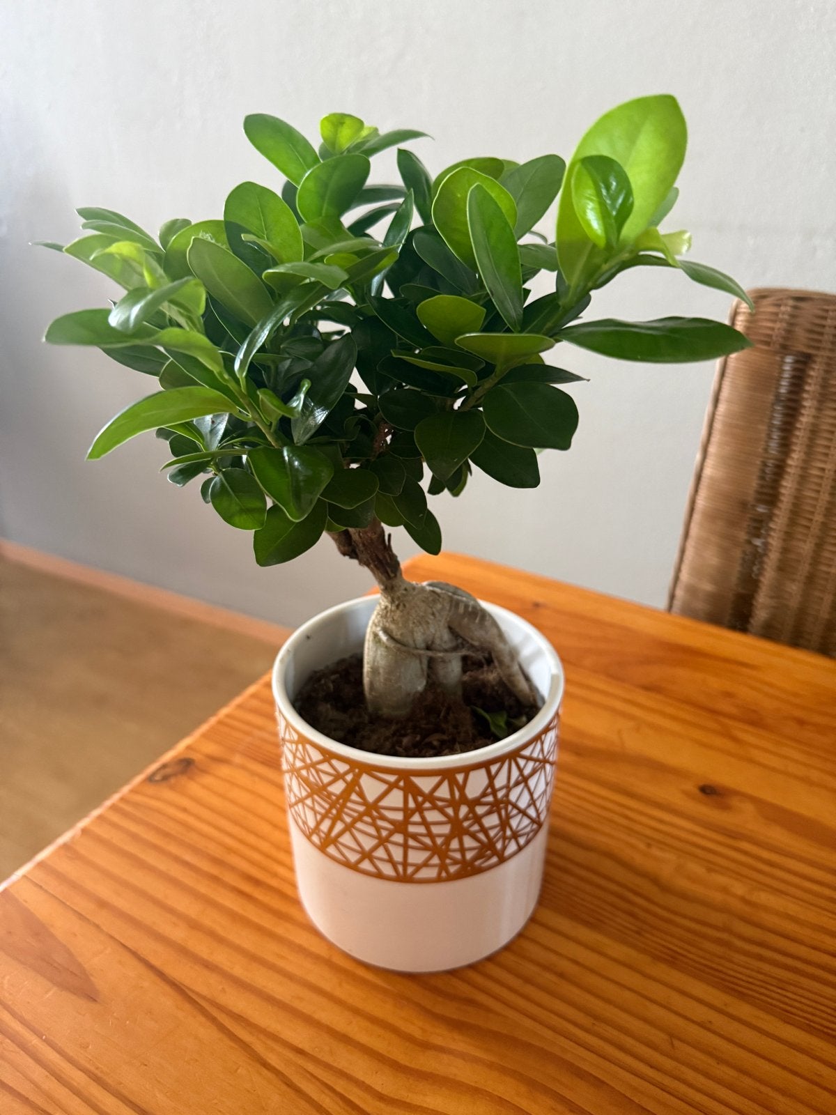 Bonsai boompje 25 cm met ceramic pot, Ophalen of Verzenden, Bonsai, In pot, Minder dan 100 cm