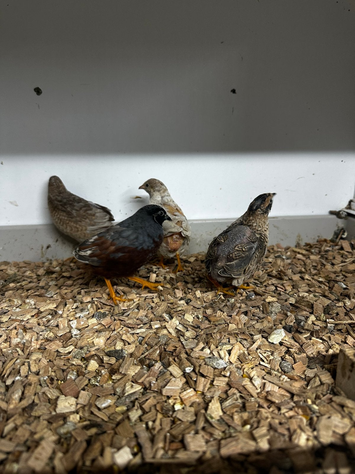 Chinese kwartels, Dieren en Toebehoren
