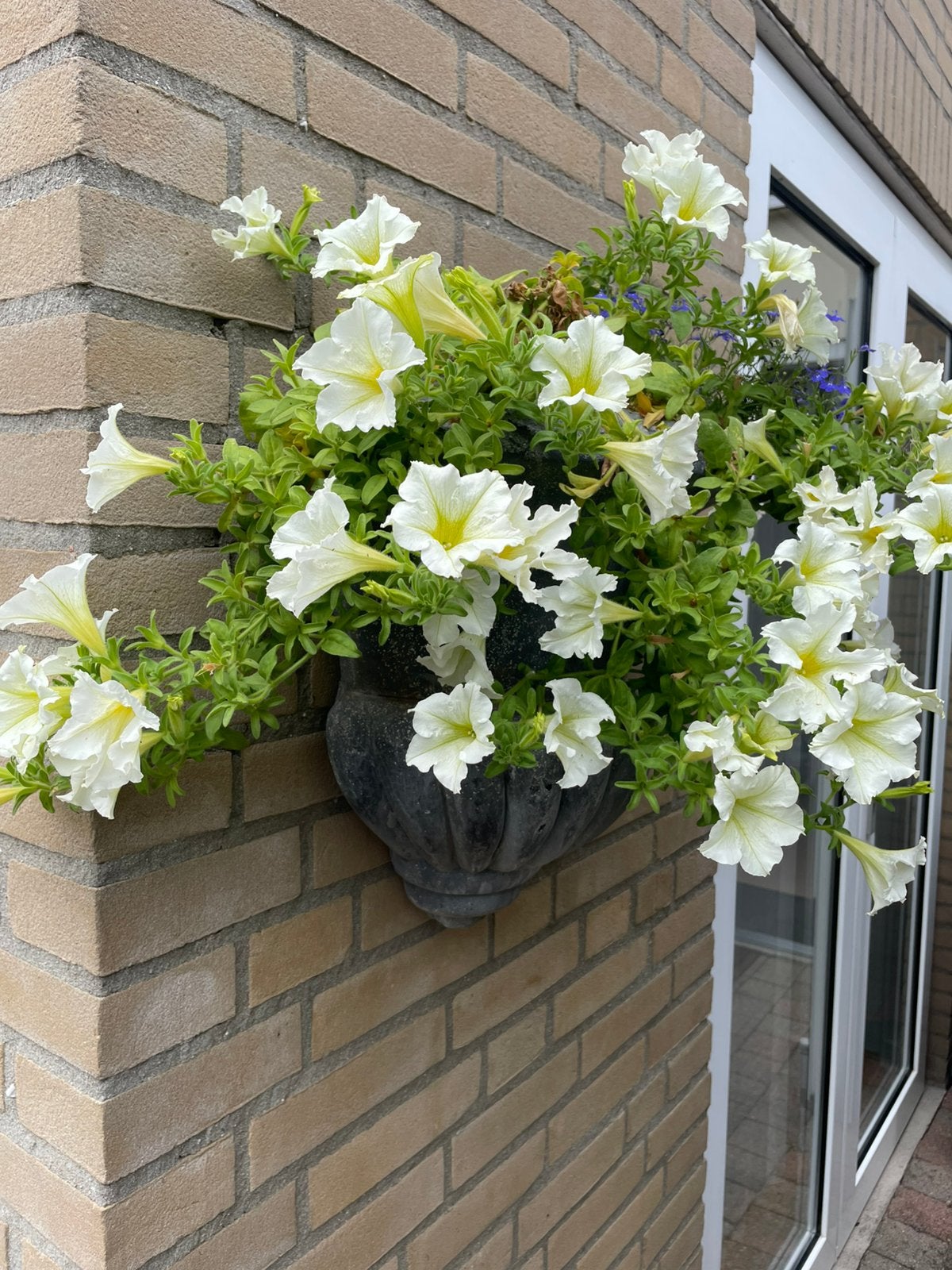 Hangpot met surfinia, Tuin en Terras, Planten | Bomen, Ophalen, Volle zon, Overige soorten