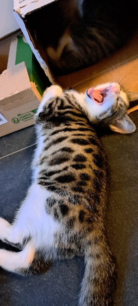 Kittens, Meerdere dieren, Kortharig, 0 tot 2 jaar