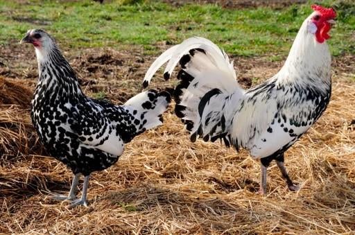 Broedeieren hollands hoen ., Dieren en Toebehoren, Pluimvee, Geslacht onbekend, Kip