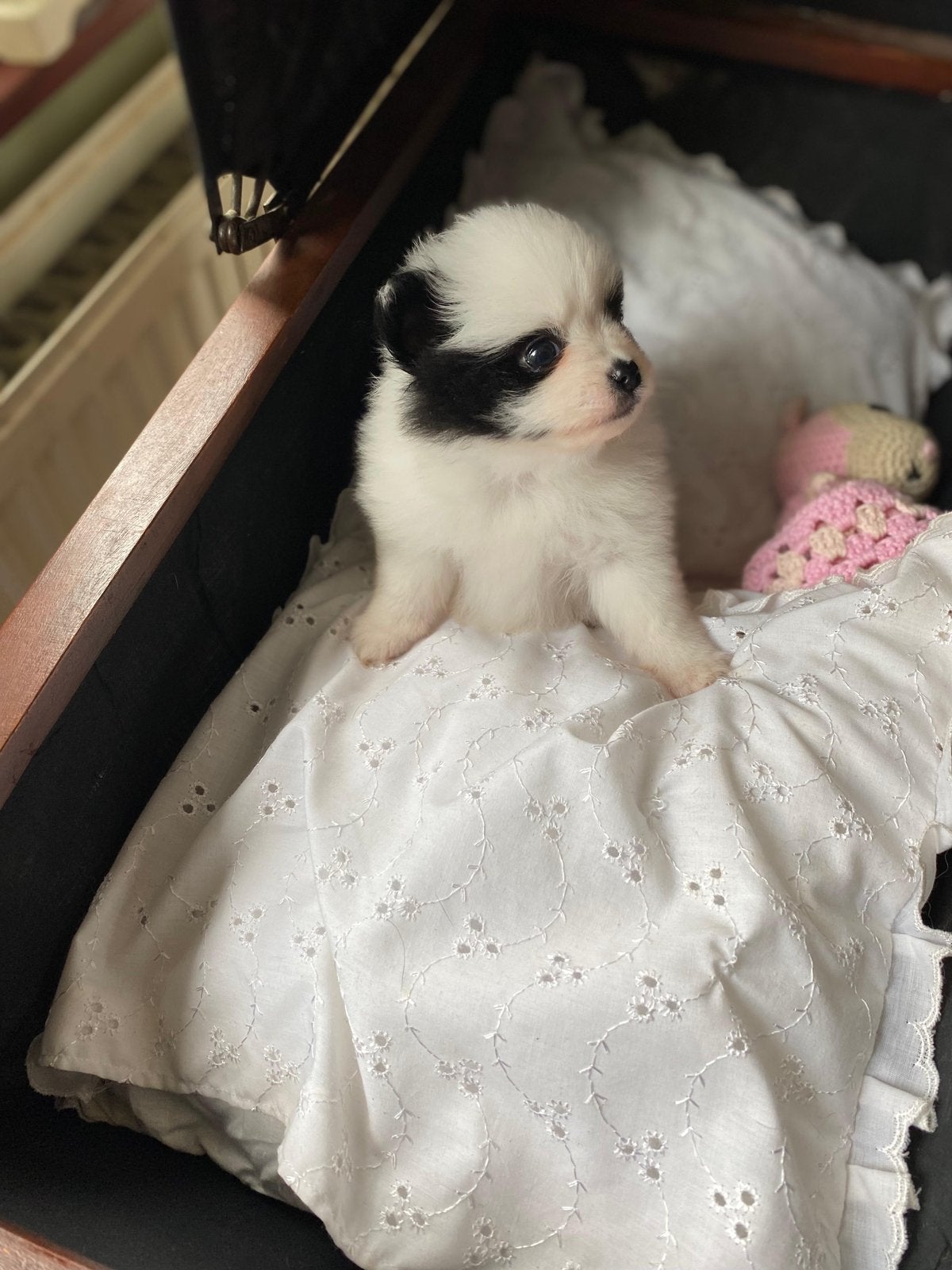 Pomperiaan pups twee teefjes, Parvo, Overige rassen, 8 tot 15 weken, Teef