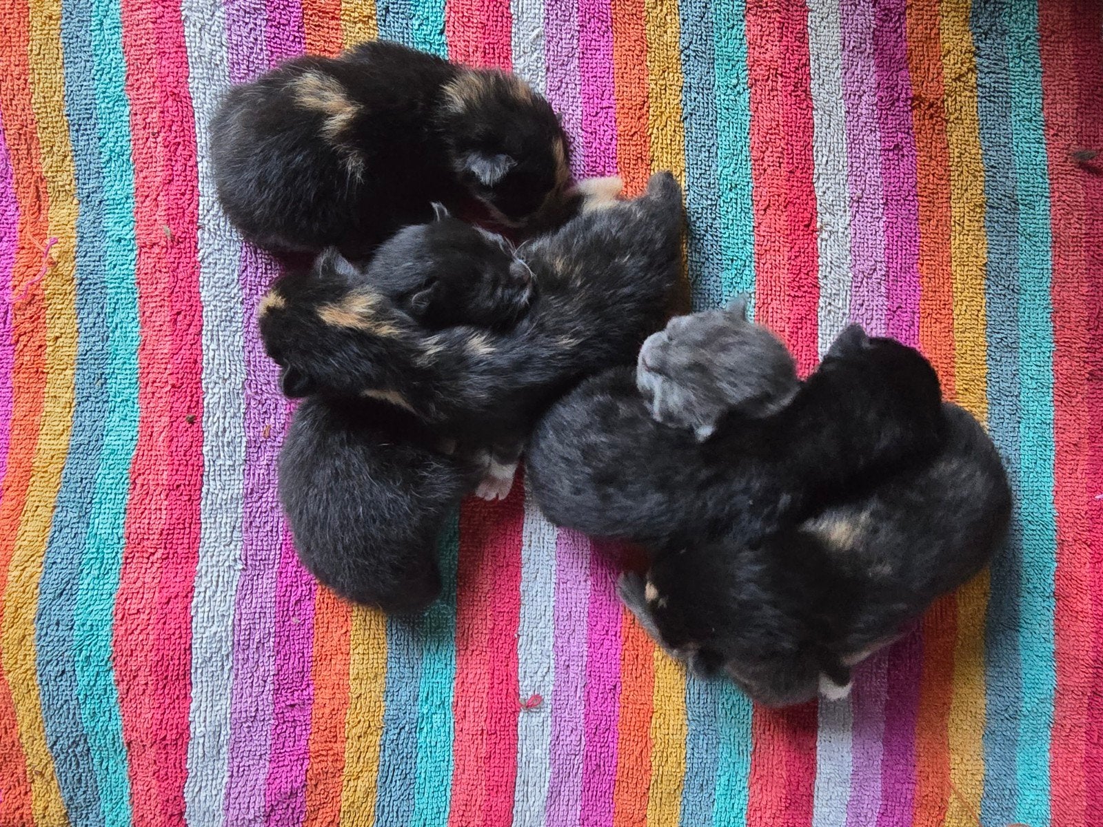 Lieve mooie kittens oa lapjeskatjes, Meerdere dieren, Kortharig, 0 tot 2 jaar