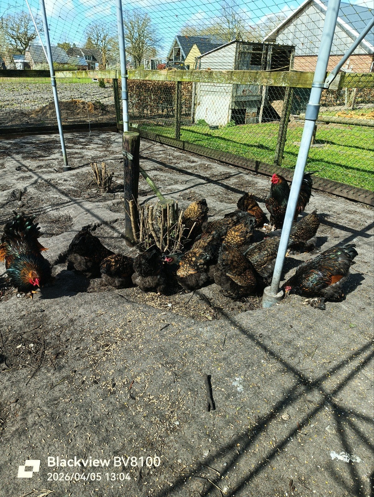 Brahma broedeieren., Dieren en Toebehoren, Pluimvee, Geslacht onbekend, Kip
