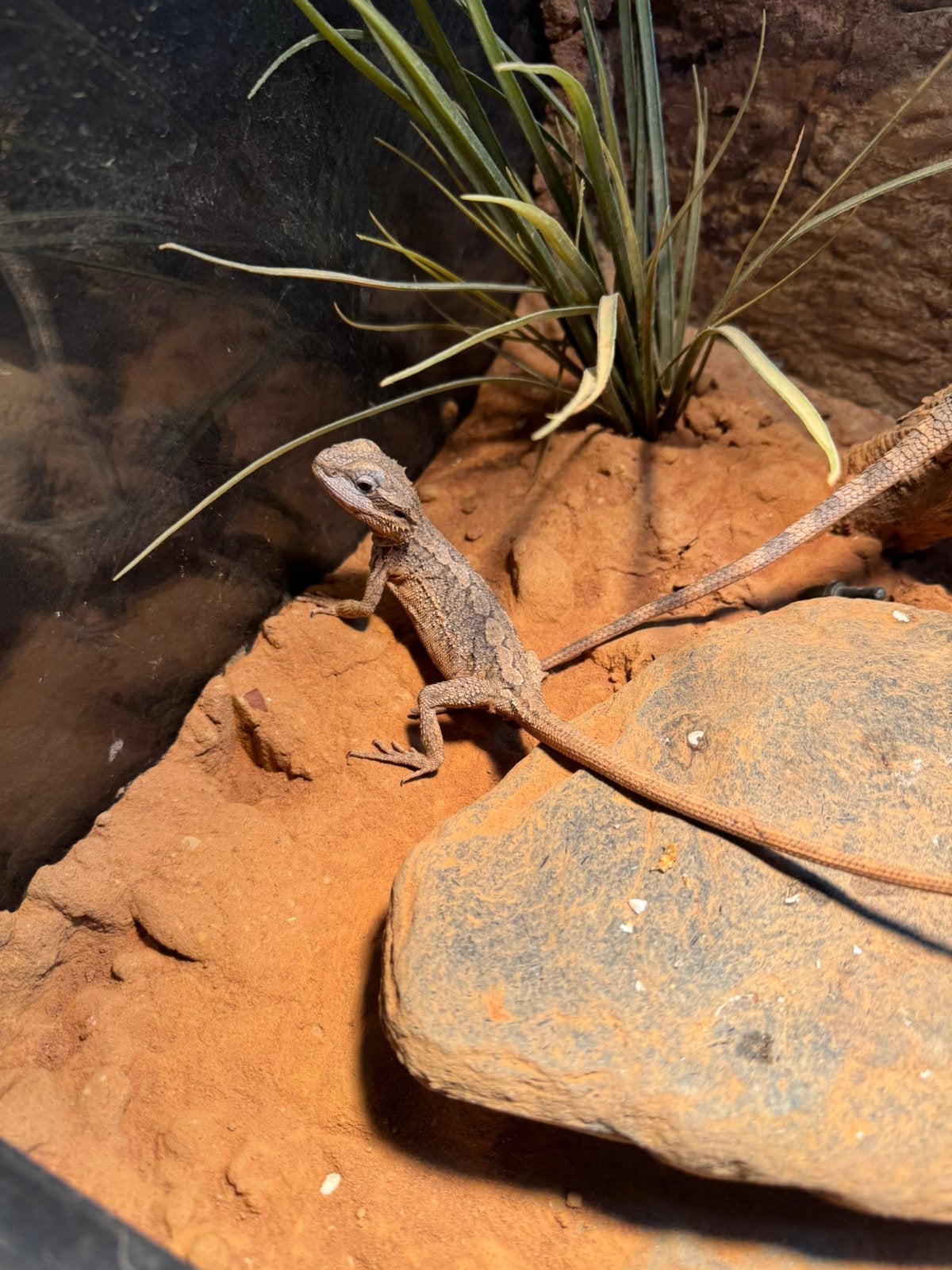 Baardagaam (pogona minor) Bearded Dragon photo 5